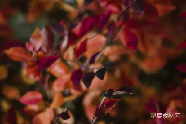 高清摄影 一张树叶的特写照片