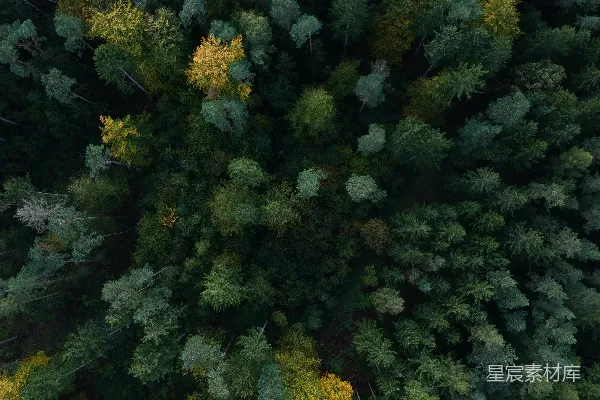高清摄影 白天拍摄森林的航拍照片，森林中有高大的绿色树木。