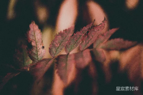 高清摄影 红叶植物
