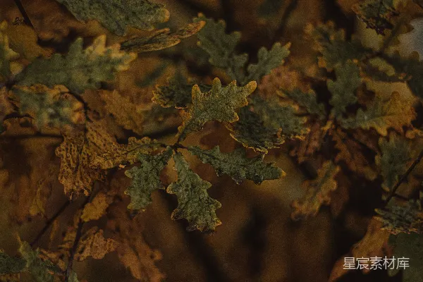 高清摄影 一些叶子的特写照片