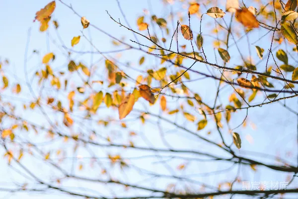 高清摄影 浅景深摄影中的黄色落叶