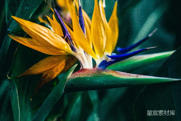 高清摄影 一朵黄色和蓝色的花的特写。