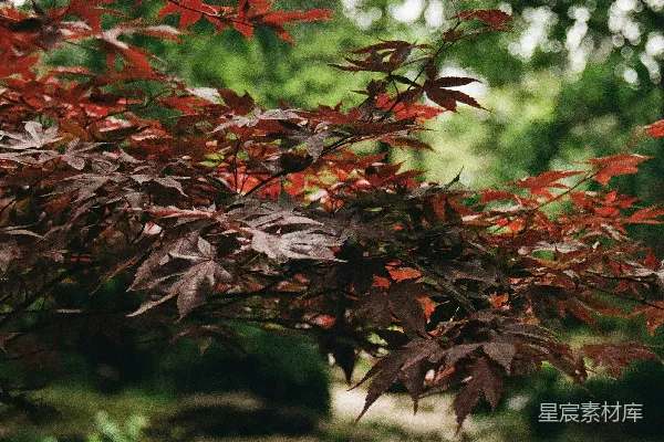 高清摄影 鲜艳的红枫树枝垂挂在宁静的花园小径之上。