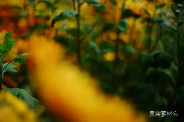 高清摄影 模糊的黄色花朵与绿色叶子背景