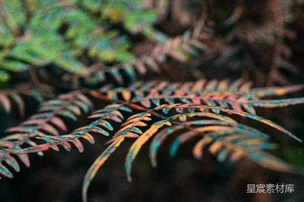 高清摄影 绿色和棕色的植物茎