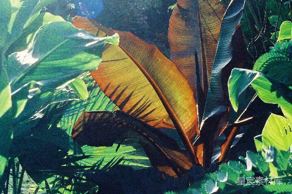 高清摄影 绿色和棕色叶子的植物