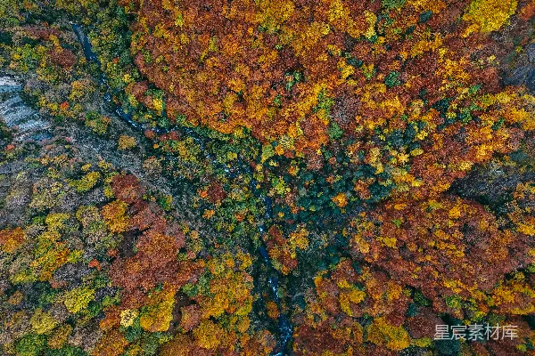 高清摄影 俯瞰秋天树叶的森林景象