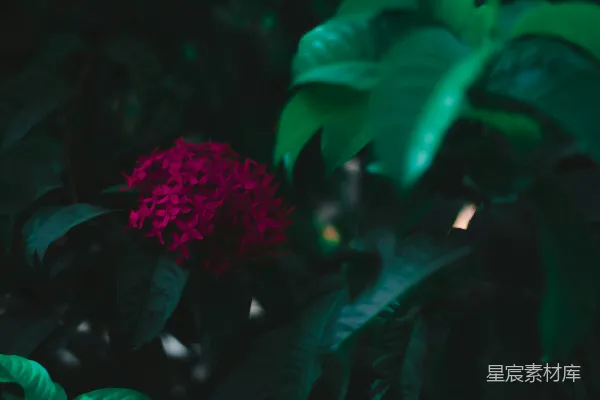 高清摄影 倾斜移轴镜头下的粉色花朵