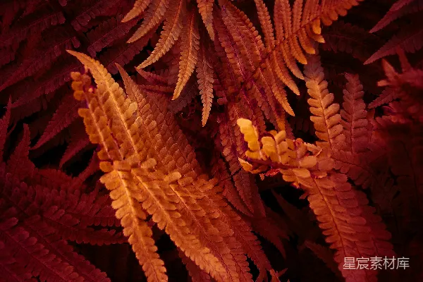 高清摄影 棕色植物在特写摄影中