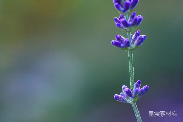 高清摄影 一张紫色花朵的特写照片，背景模糊不清。