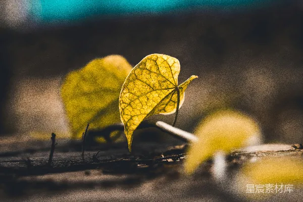 高清摄影 黄色的水果放在棕色的木桌上