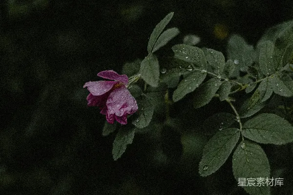 高清摄影 一朵粉色的花，背景是绿色的叶子。