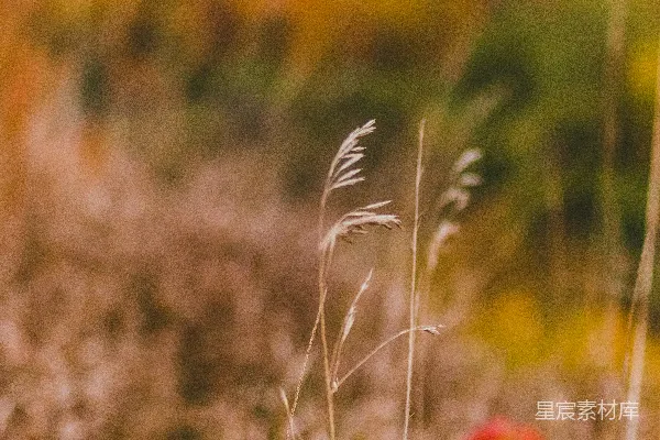 高清摄影 一片长满高草和花朵的田野