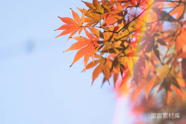 高清摄影 天空中一棵树后面出现了一道彩虹。