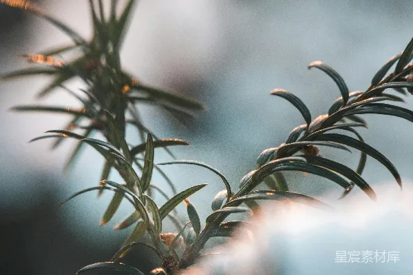 高清摄影 一株植物的特写，地上覆盖着雪。