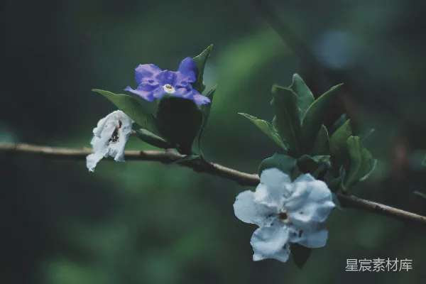 高清摄影 开有紫色和白色花朵的树