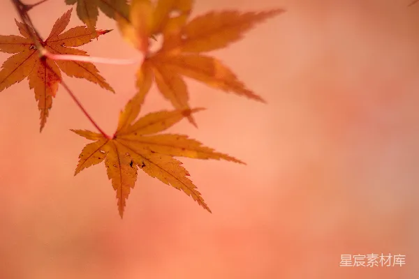 高清摄影 秋天的枫叶，背景柔和朦胧。