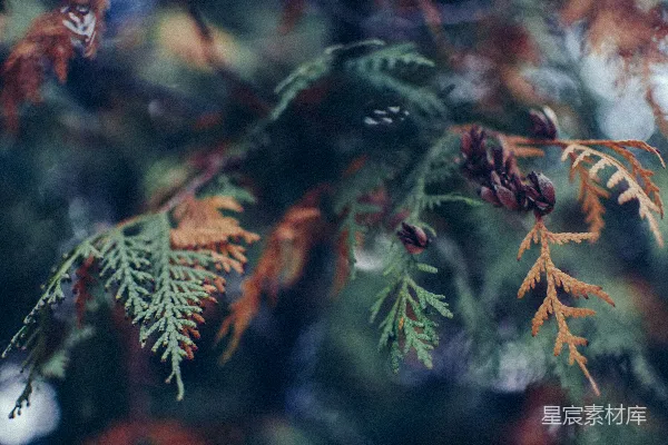 高清摄影 选择性聚焦摄影：绿色和棕色叶子植物