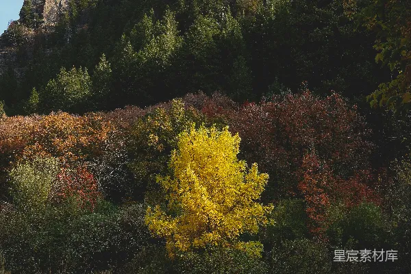 高清摄影 白天山附近黄绿相间的树木