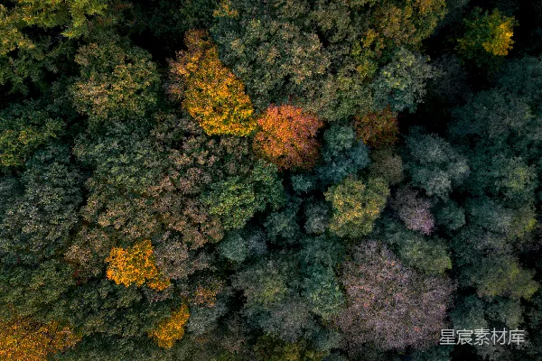 高清摄影 一幅森林的航拍图，展现了色彩斑斓的秋树。