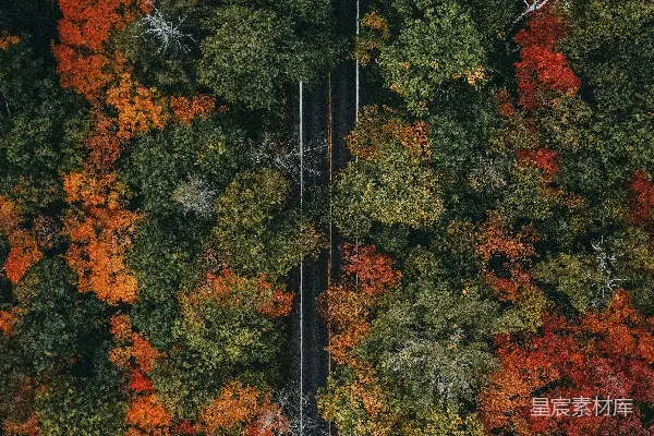 高清摄影 一条被树木环绕的公路的空中俯瞰图