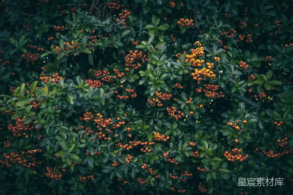 高清摄影 一株长满许多小橙色浆果的绿灌木。