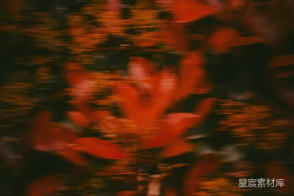 高清摄影 模糊的红叶与深色背景