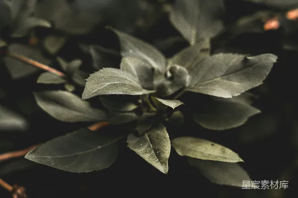 高清摄影 一张植物的特写照片，可以看到叶子。