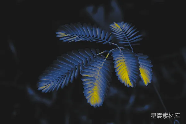 高清摄影 绿色和黄色的叶子植物
