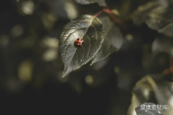 高清摄影 一只瓢虫坐在一片绿叶植物上。