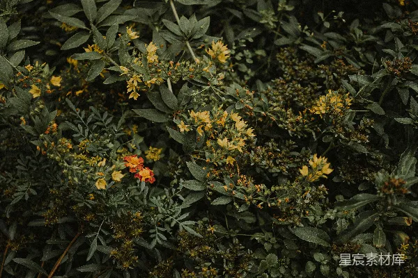 高清摄影 一丛花