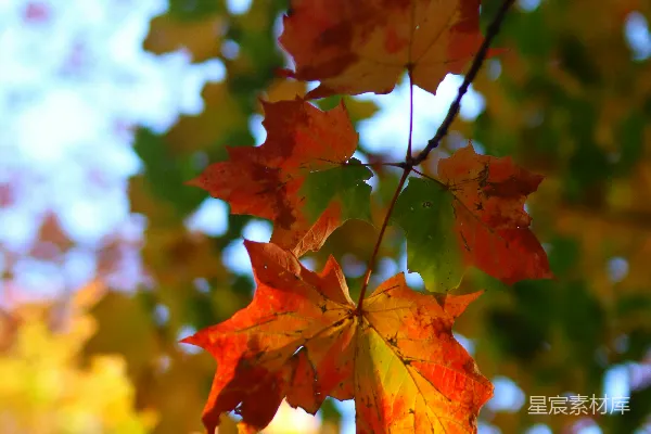 高清摄影 一棵树叶繁茂的树，背景是蓝色的天空。