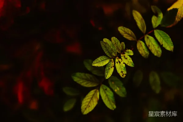 高清摄影 一张绿叶植物的特写照片