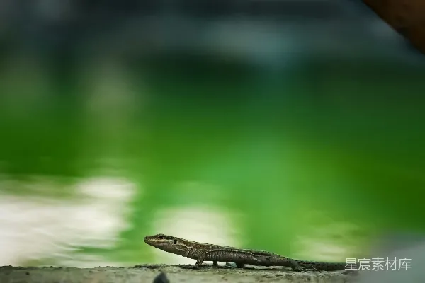 高清摄影 一条蛇在岩石上