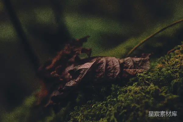 高清摄影 一片叶子的特写，表面长着苔藓。