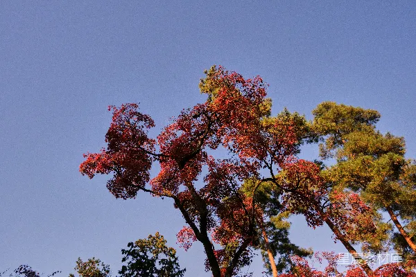高清摄影 一排并排的树