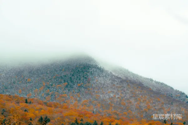 高清摄影 前景是树木，背景是山脉的景象