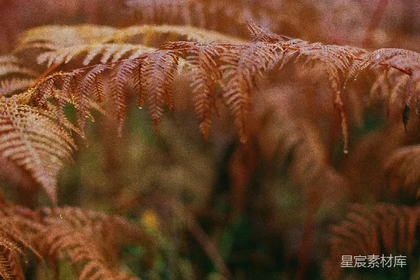 高清摄影 森林中特写的干枯棕色蕨类植物。