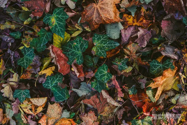 高清摄影 地上的一堆树叶