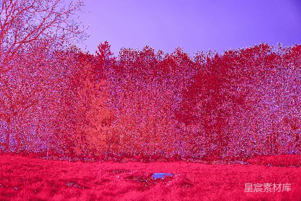 高清摄影 梦幻森林场景，充满鲜艳的粉红色和紫色色调