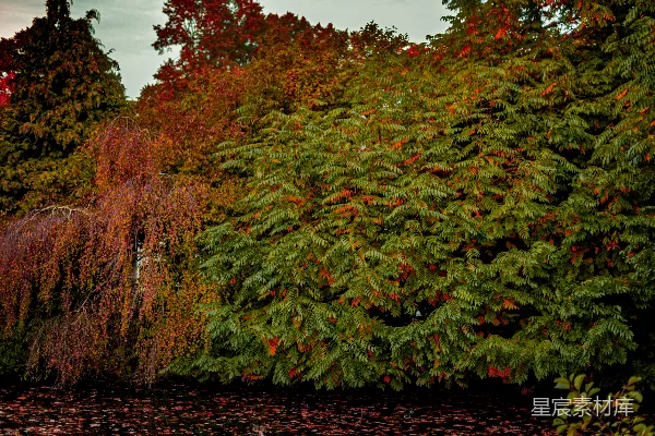 高清摄影 秋天的树木，红绿相间的树叶
