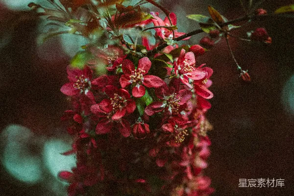 高清摄影 一簇红色的花在枝头。