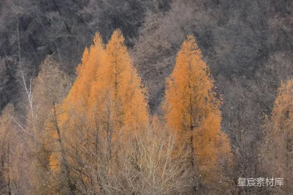 高清摄影 白天山上的棕色树木