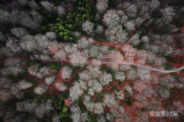 高清摄影 一条被树木环绕的道路的俯瞰图