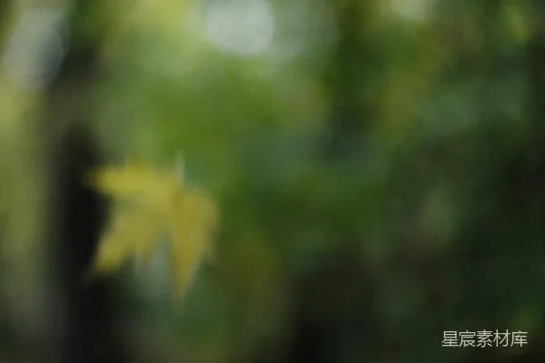 高清摄影 黄叶飘落于模糊的绿色森林中