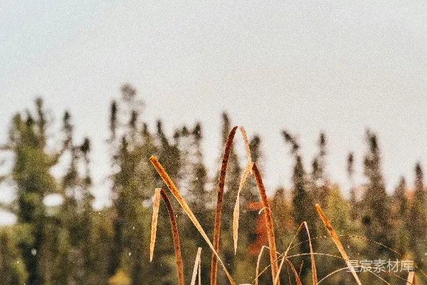 高清摄影 水体的一瞥，背景中有树木。