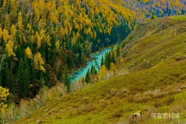高清摄影 碧绿的河流流经秋天的森林景色