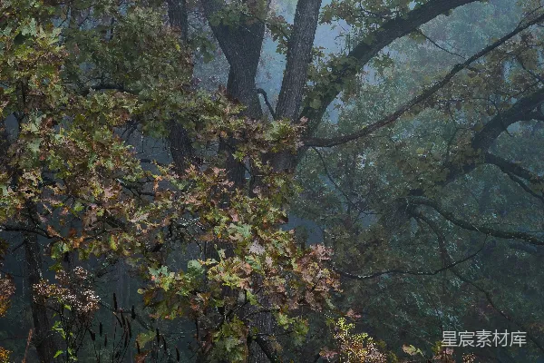 高清摄影 绿叶粉花树
