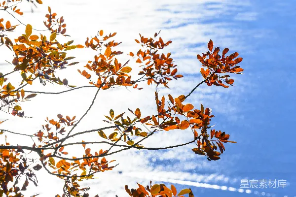高清摄影 阳光明媚的海洋背景下的秋叶