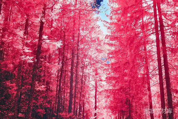高清摄影 一条梦幻般的森林小径，两旁是粉红色的树木和蓝色的天空。